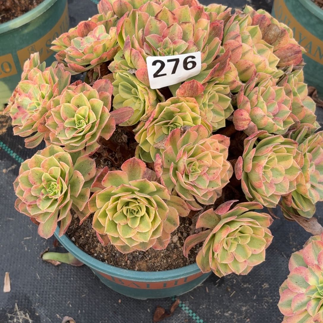懒***贵276雨河多肉植物福利