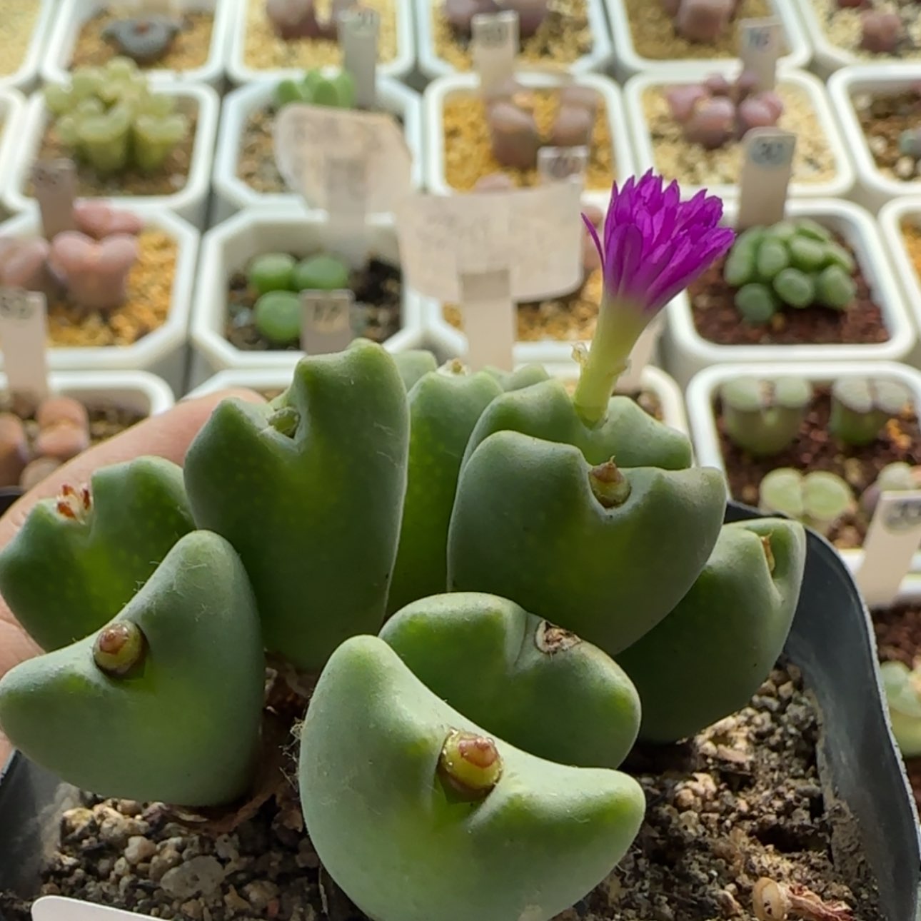 【闪购商品】0509紫花鹿角毛将
