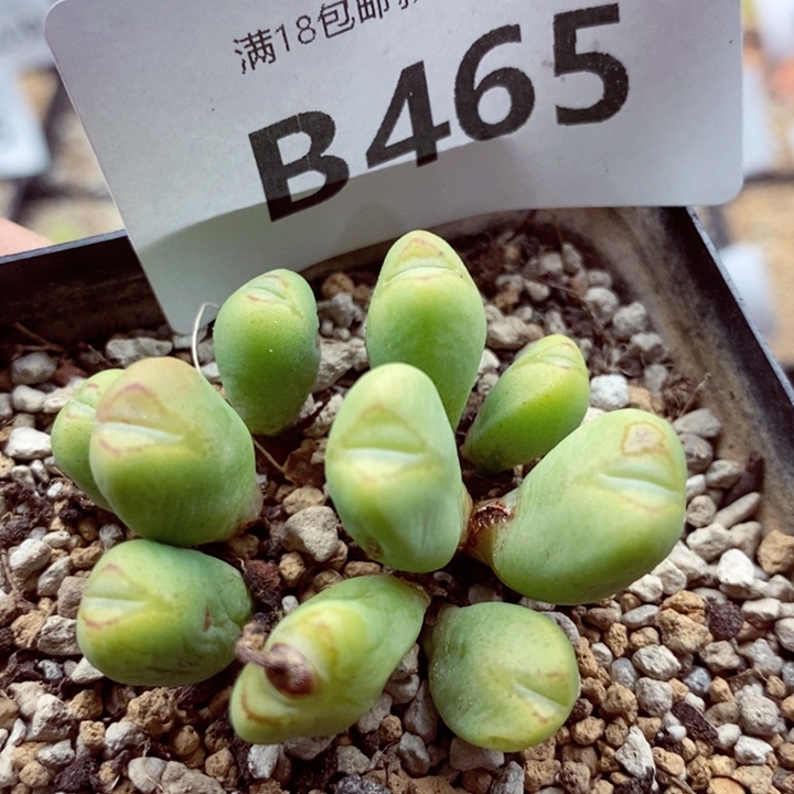 我是一只小小鸟地域鬼的人465