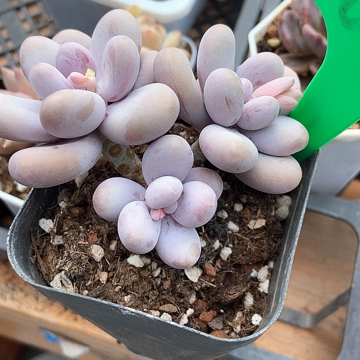 多肉植物原始奶68