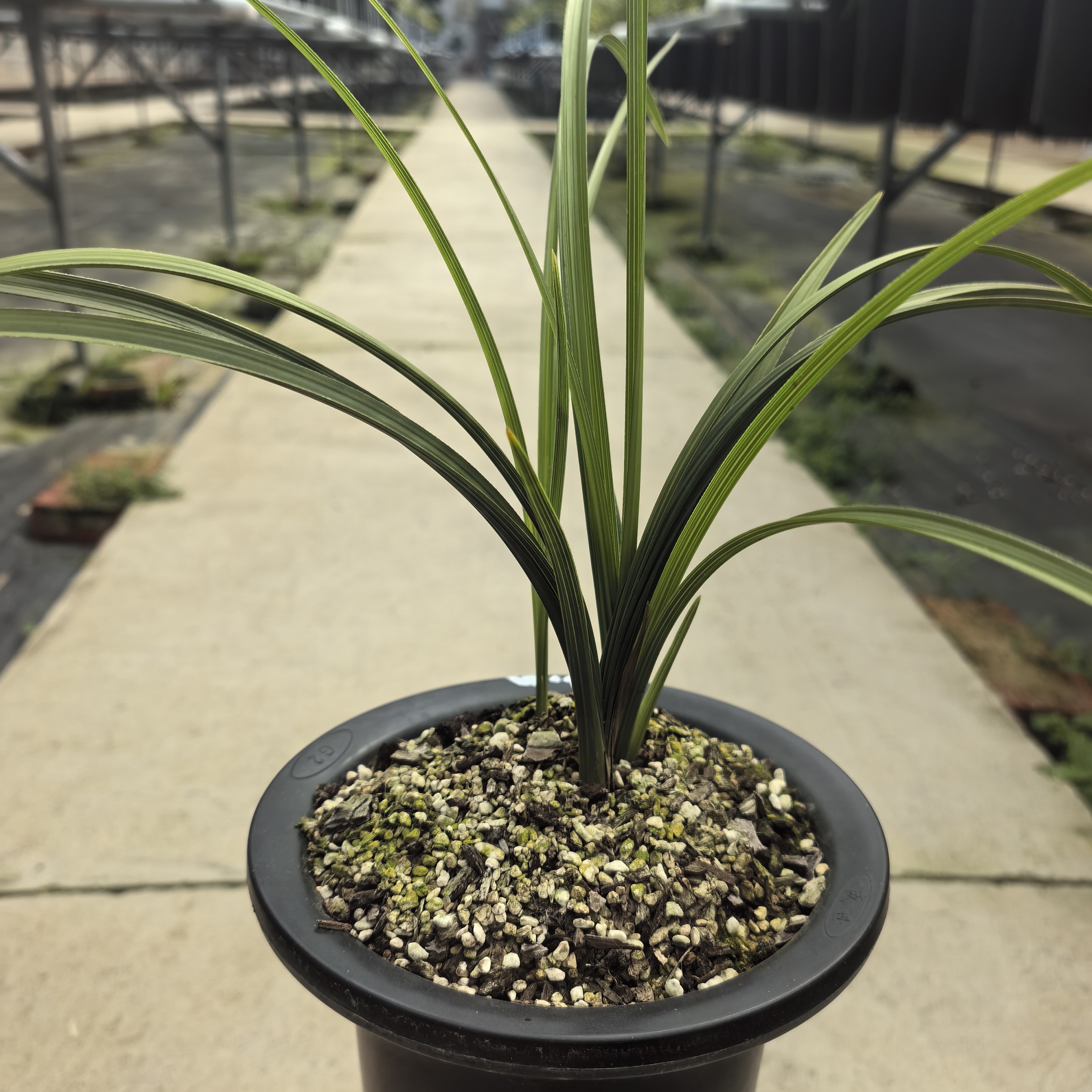 蕙兰一物一拍，以直播间商品为主