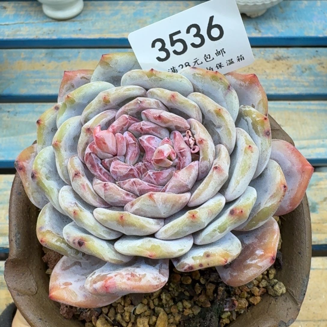 3536星影（11厘米左右）