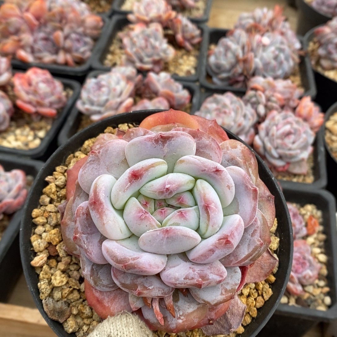 单头爬梯红红的快乐