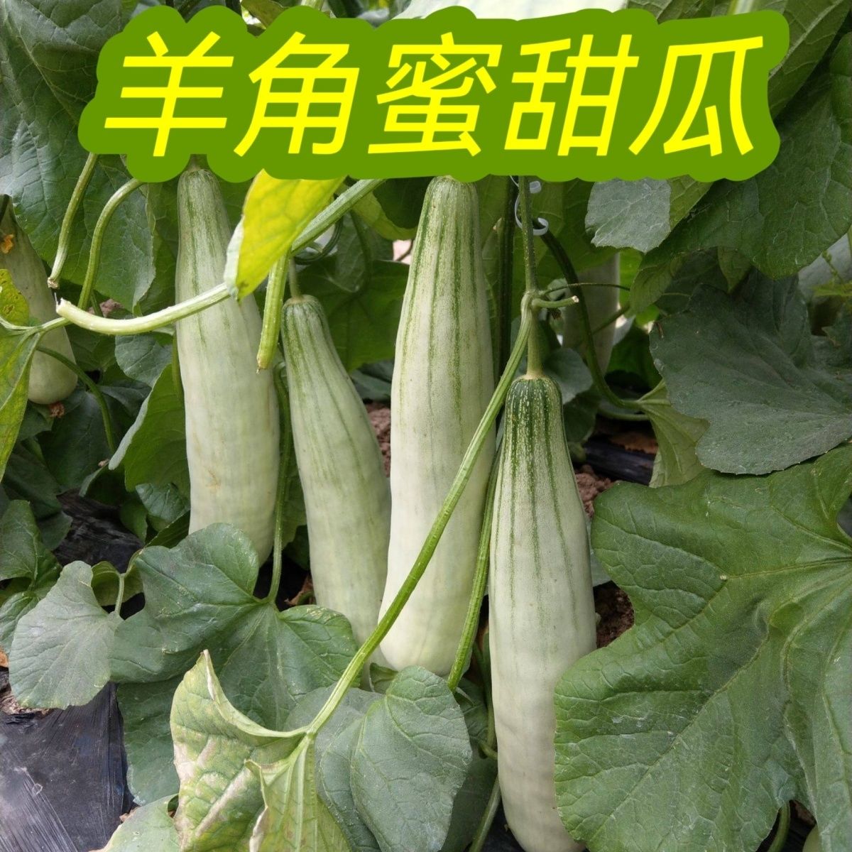 【全店满5元包邮】羊角蜜甜瓜种子蔬菜四季水果种子绿宝石瓜种子