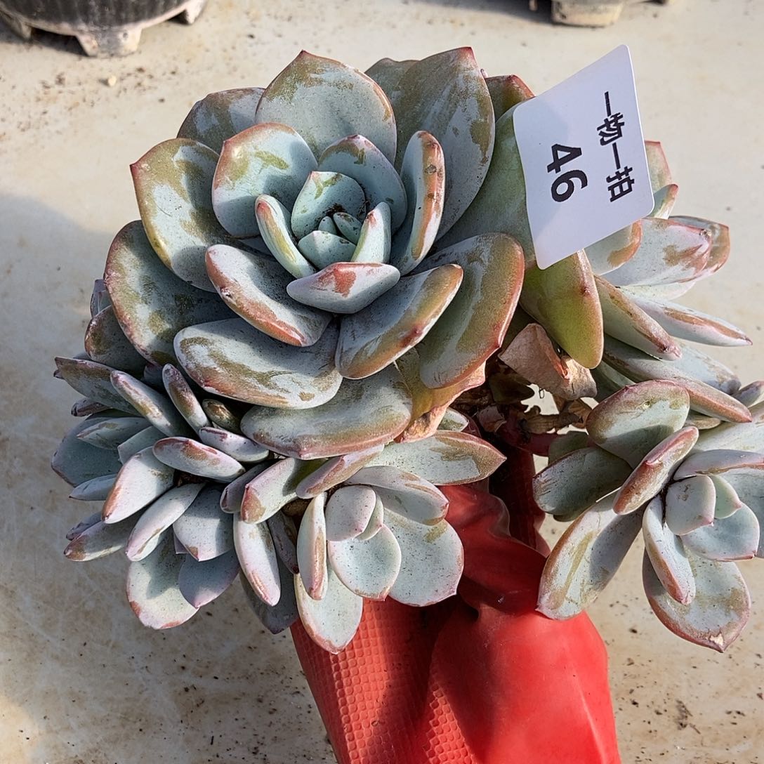 46 号一物一拍不退不换