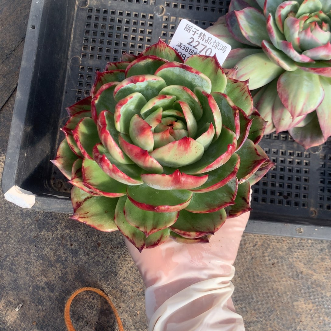 2270号多肉植物惊鸿15厘米