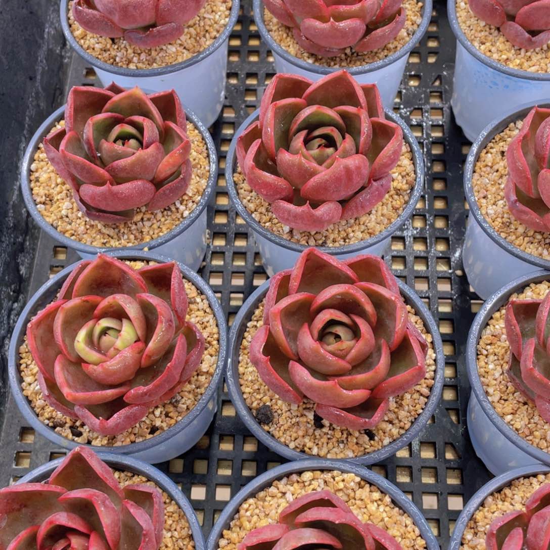 量拍56号 宽叶大单头红灯一个