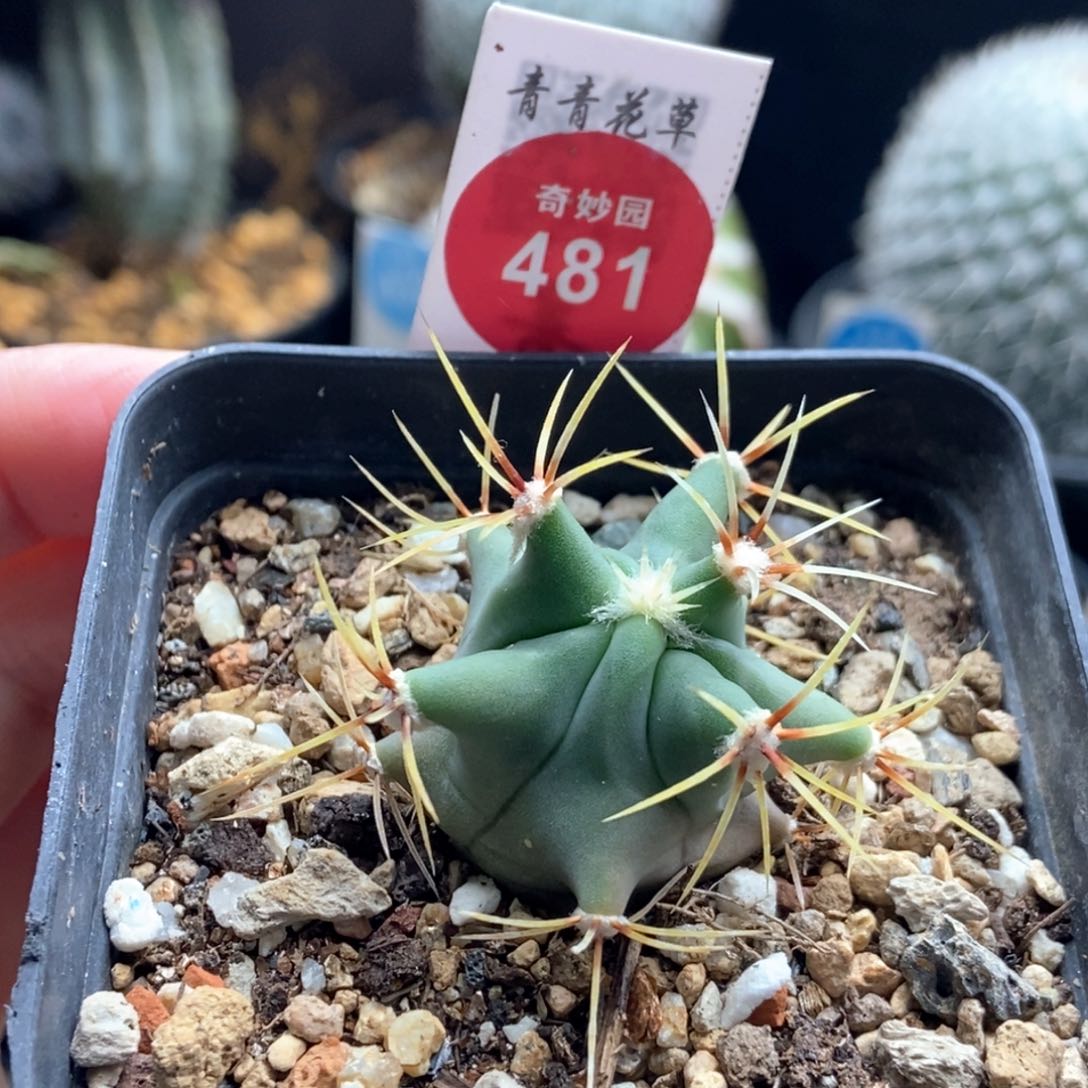 实生花刺春楼一颗仙人球