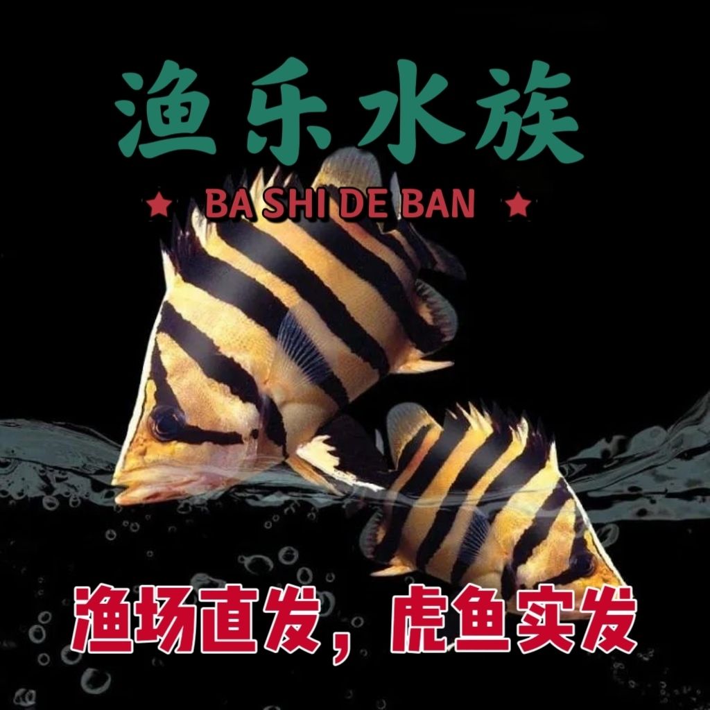 印尼虎鱼泰国虎鱼泰北虎苏虎热带活体观赏鱼可与龙鱼混