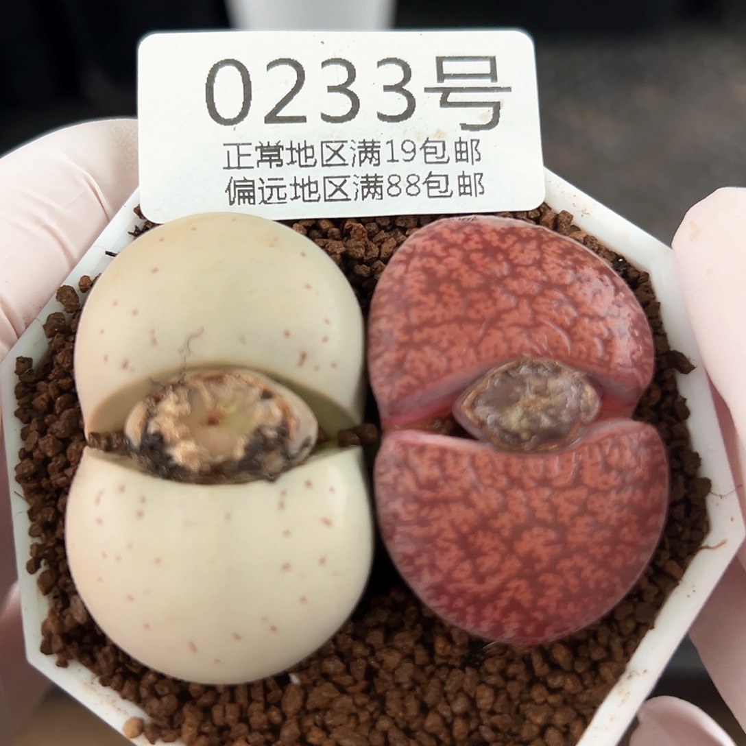 0233五年酒红大白4cm