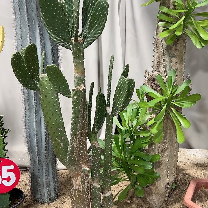 【闪购商品】睡**觉67.中华掌老庄