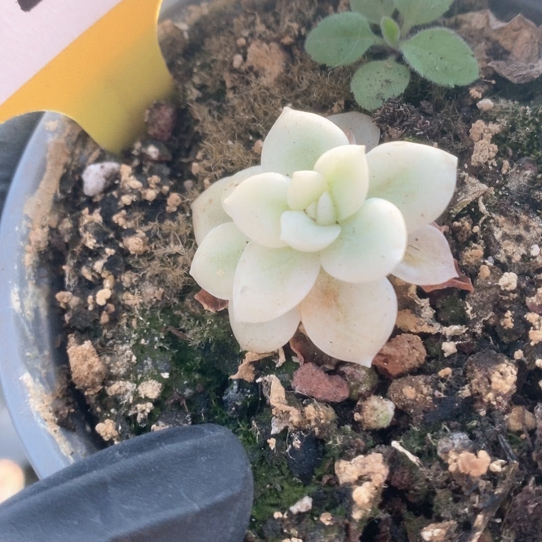 291月亮仙子锦锦锦锦锦