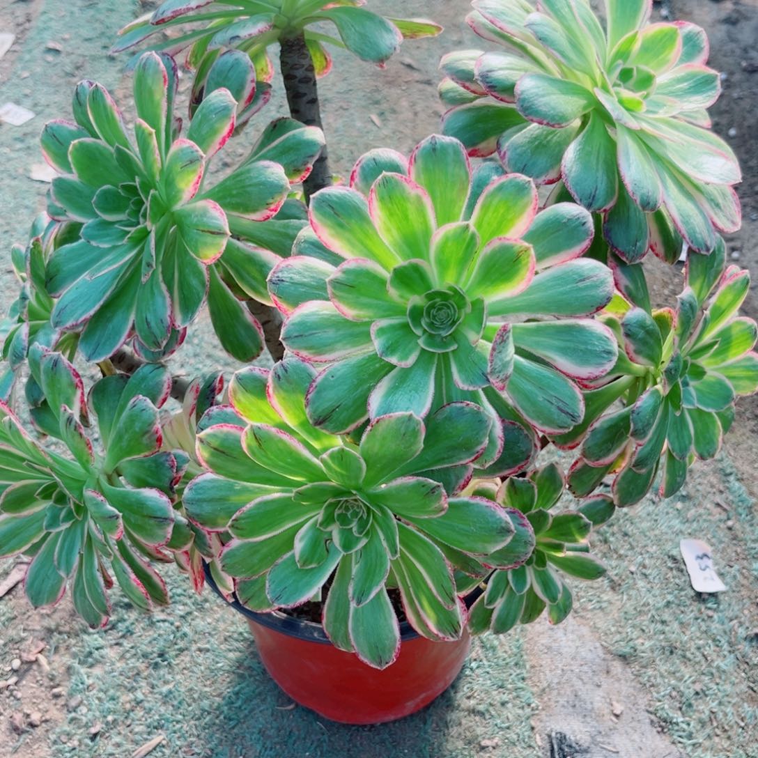 154微锦锦多肉法师