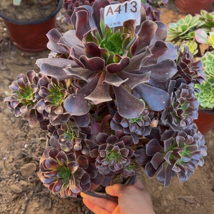 欧子多肉植物413.