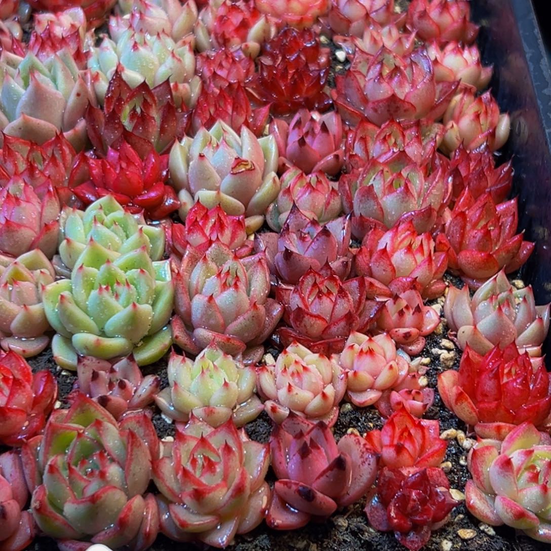 布***露228多肉葡萄的价格w