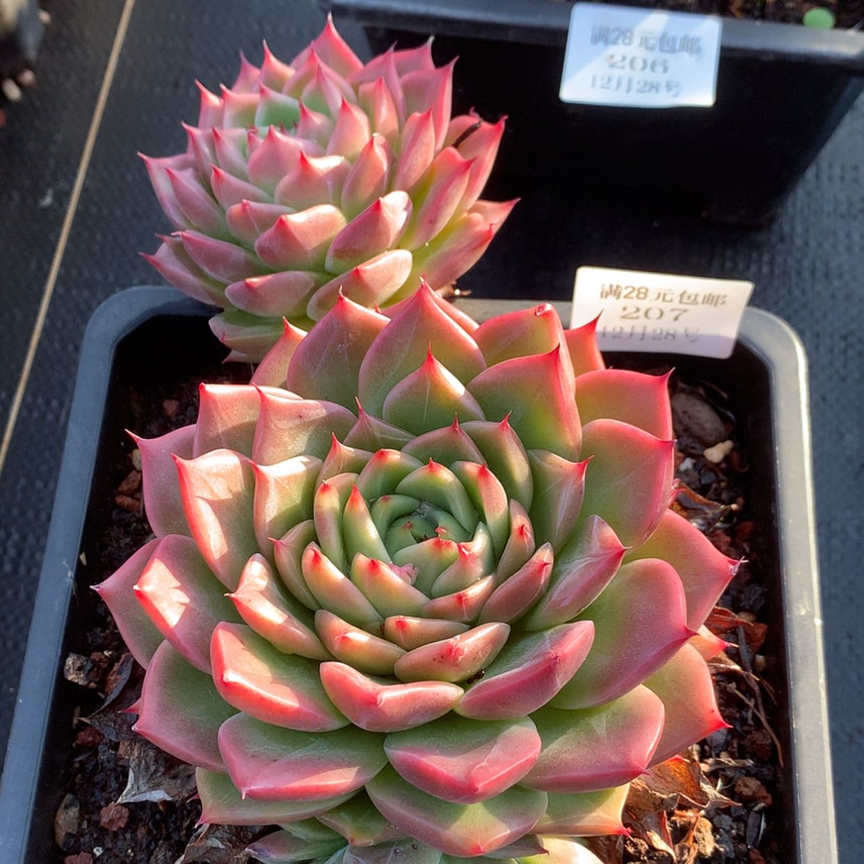 【闪购商品】云207红鸾18厘米