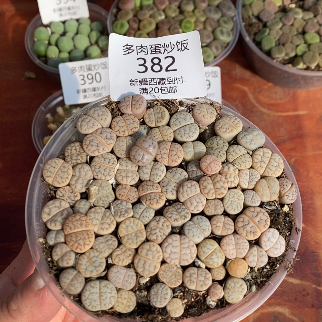 感谢您的光临，荒混，382