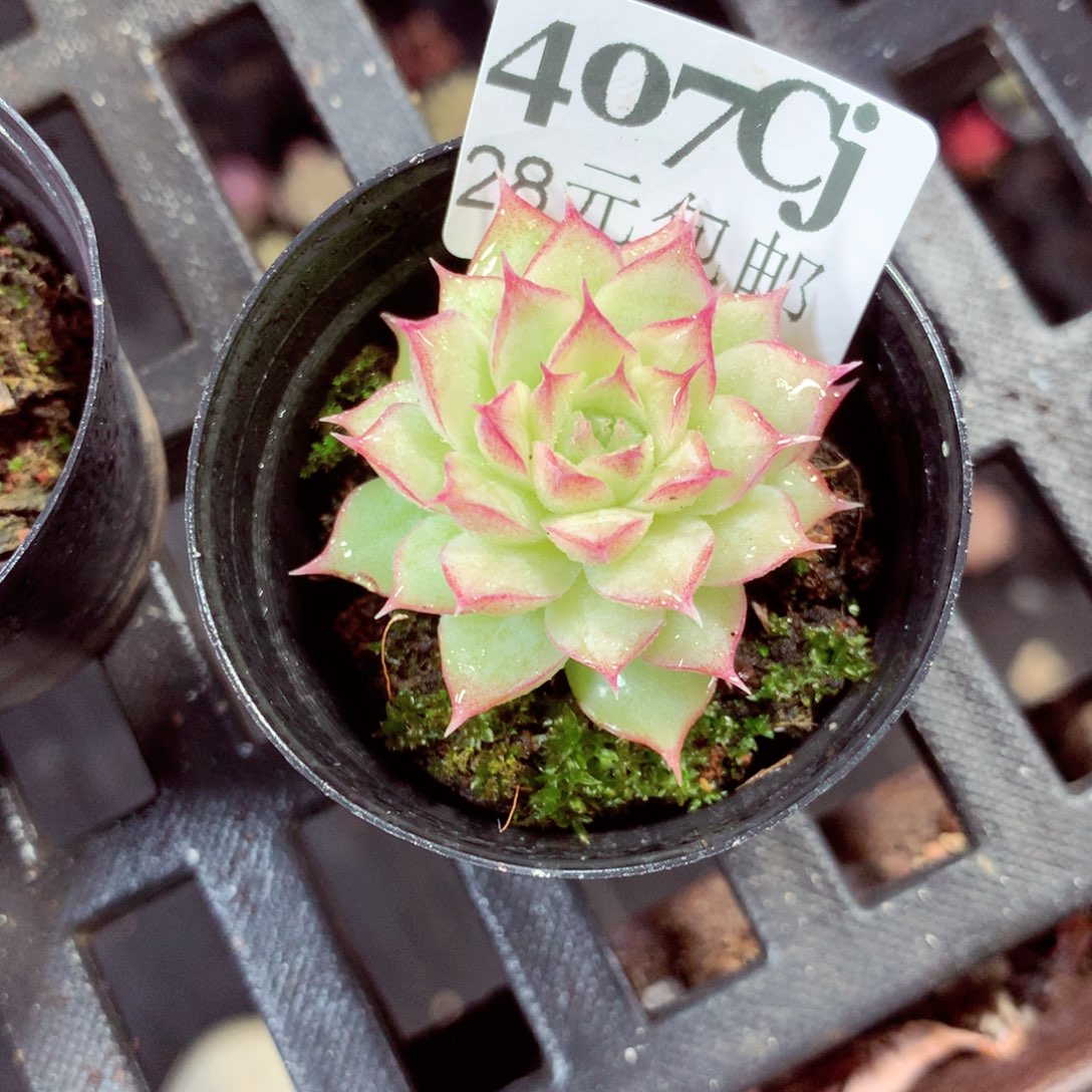 5厘米盆精控多肉407