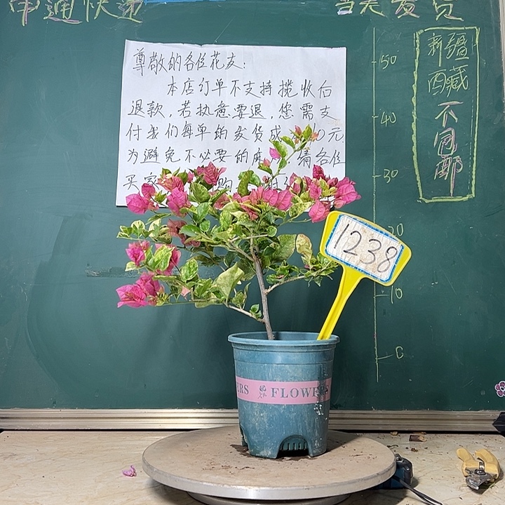 当前无花栽培后可以开花 斑叶米罗 1238