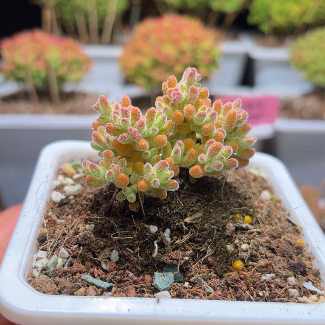 枝干番杏冰橙D183