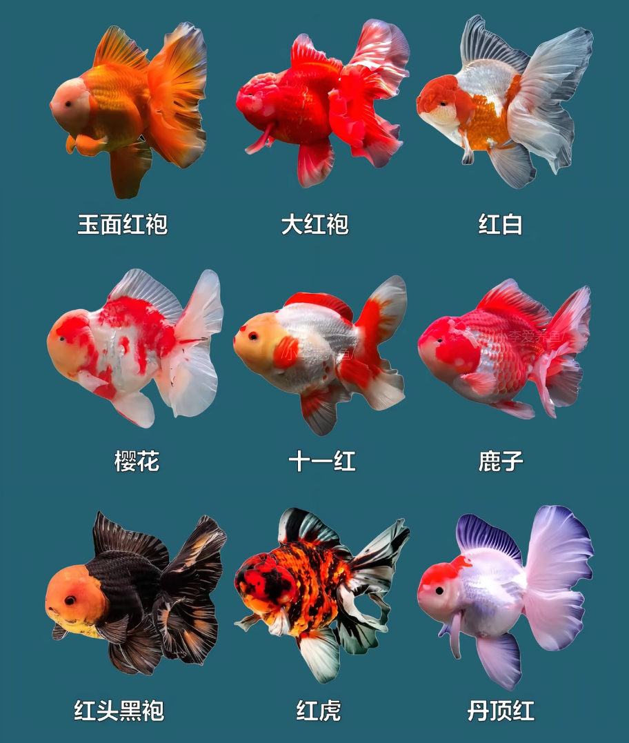 兰寿，大头瘤，泰狮玛丽包邮开箱包活，无开箱视频无售后