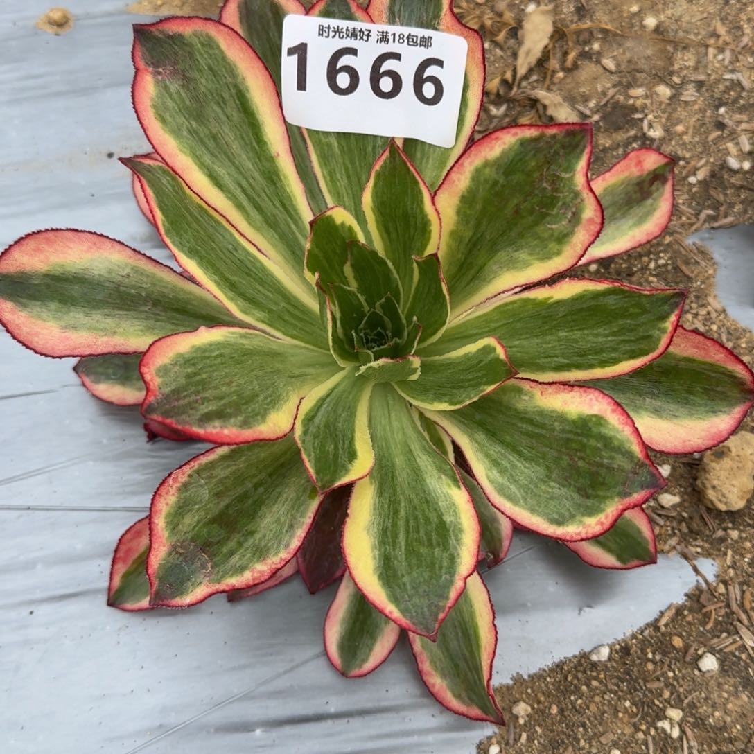 流**叶1666魅影多肉植物