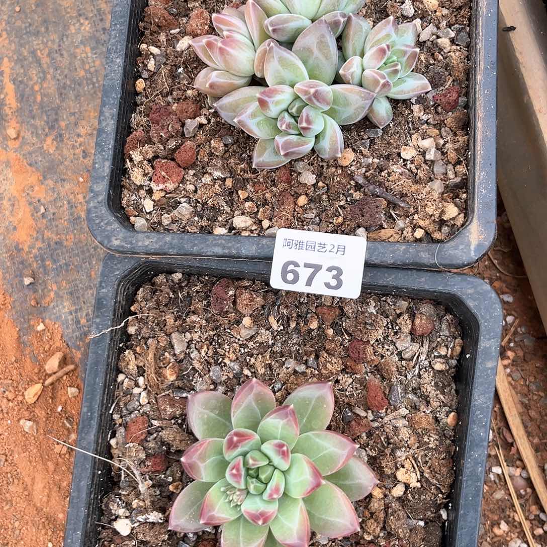 阿雅园艺。      673