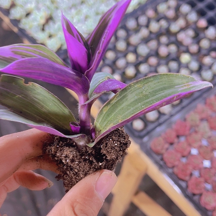 精品婚礼油画多肉植物