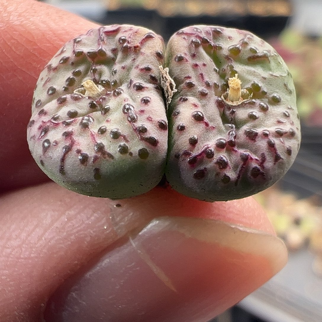 一物一拍匈牙利种源1452.64火龙果安贞597