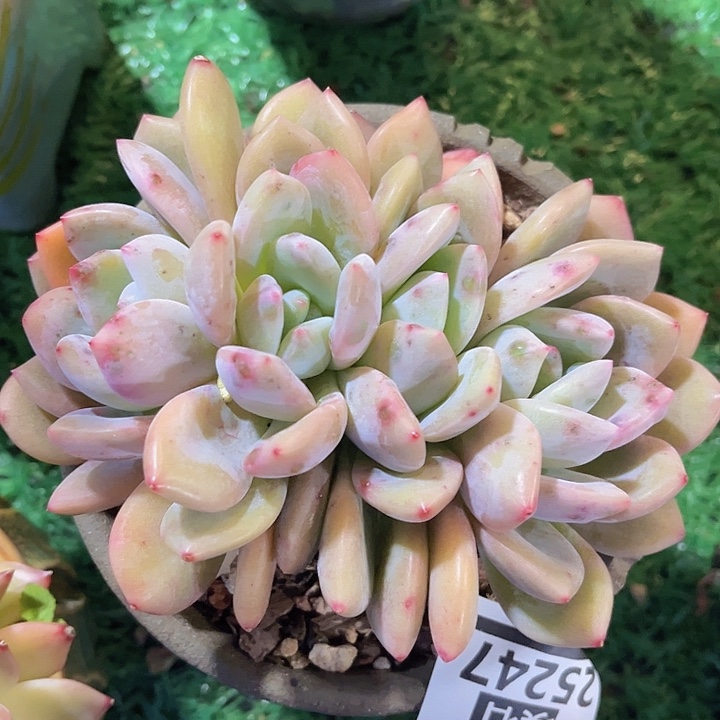 奥橙朵朵缀25247多肉