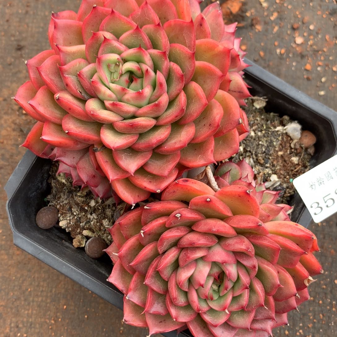 3587杂交多肉植物