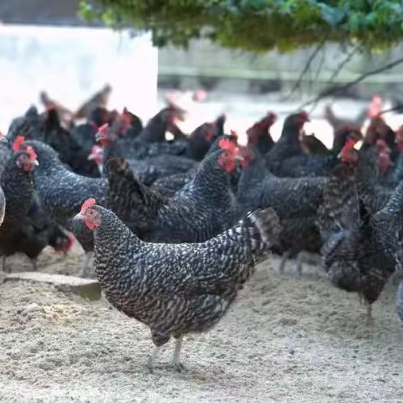 芦花鸡 整机肉质鲜美