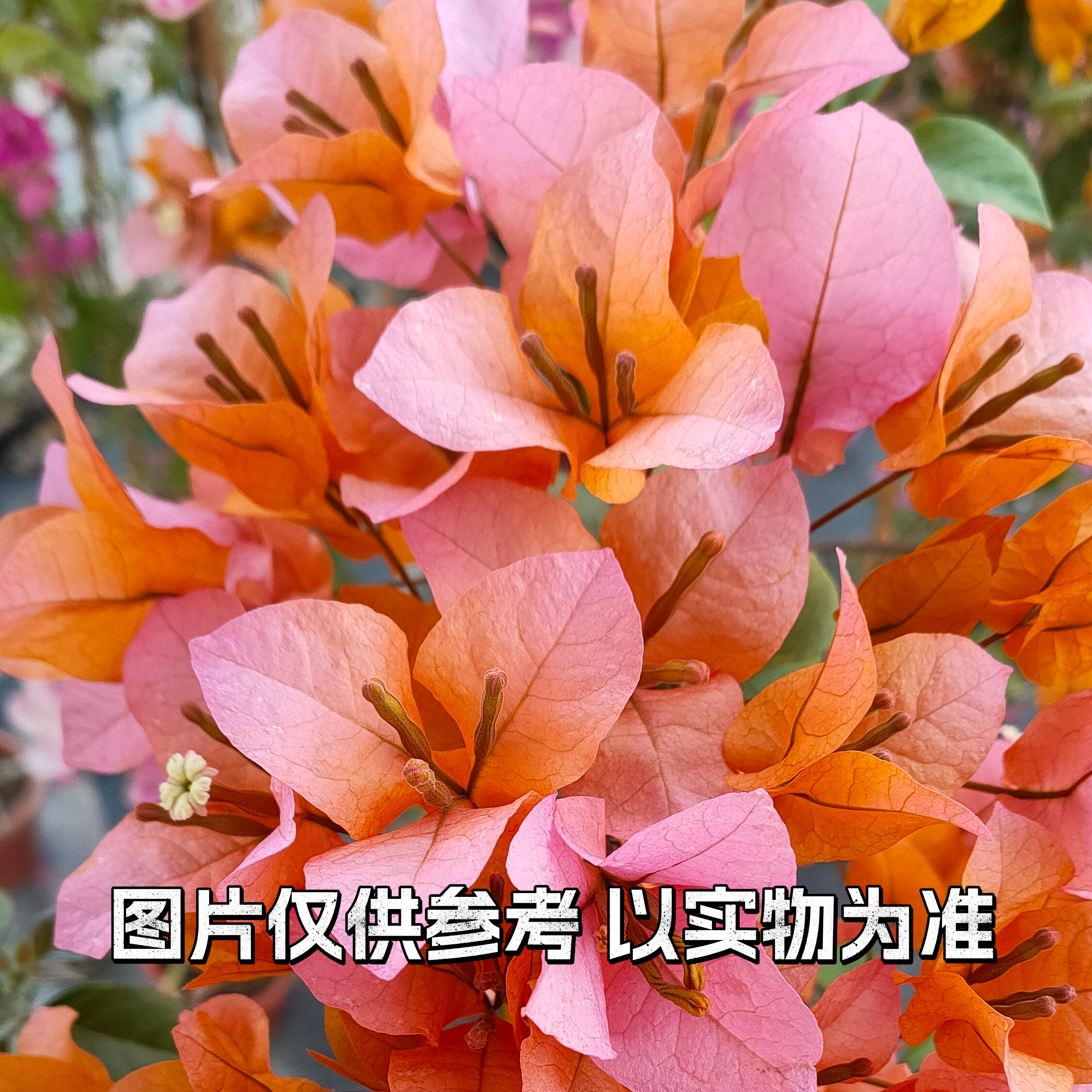 【108】三角梅直播间一物一拍高飘园艺透气晒太阳养护开花旺盛