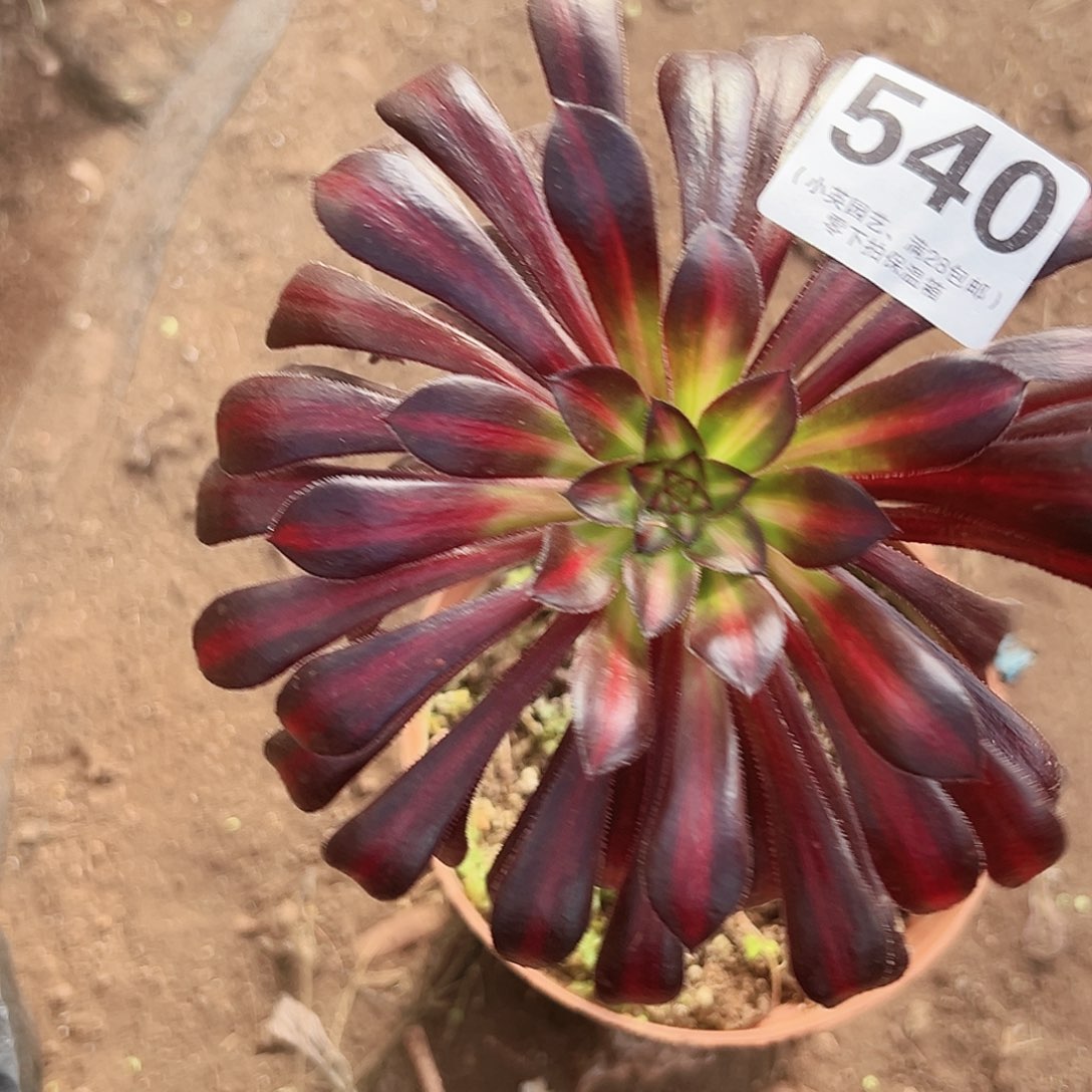 多肉植物多肉植物540