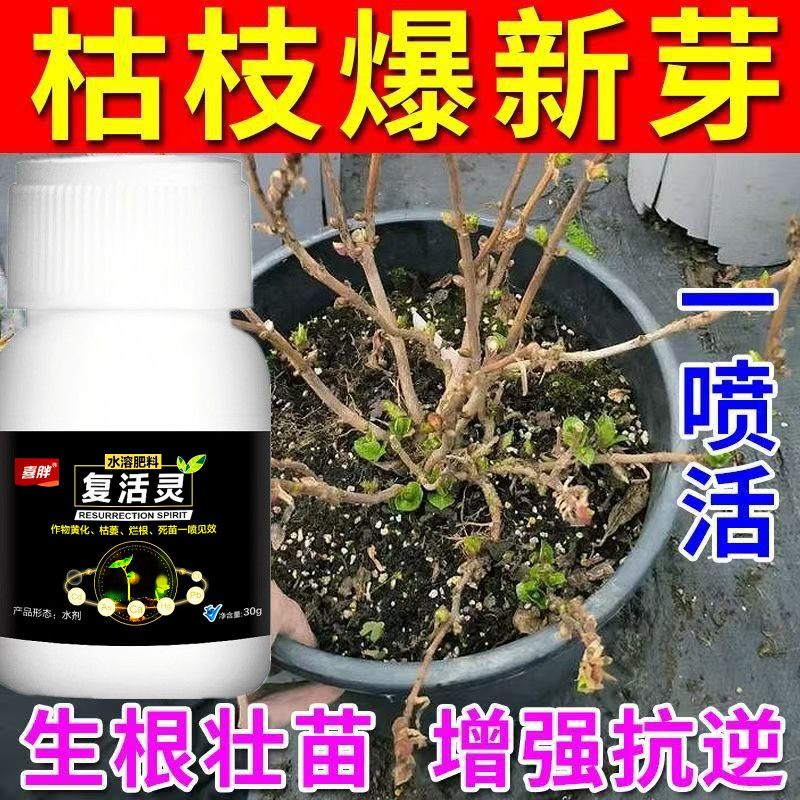 爆满芽】老桩催芽剂液体促芽僵苗快速发新芽月季发财树复活爆芽素