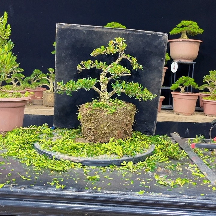 无花朵黄杨盆景四季常绿