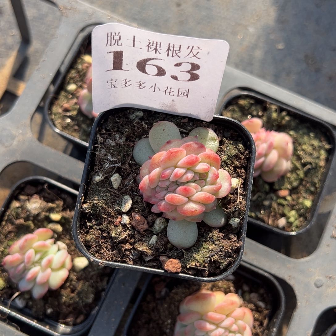 琥珀缀化4cm一颗量拍多肉满9.9元包邮