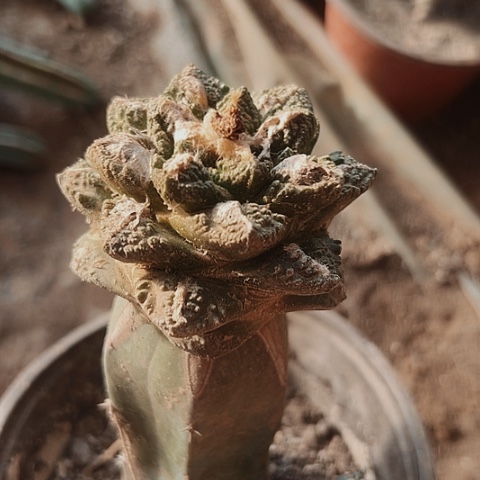 704仙人球清棚特价