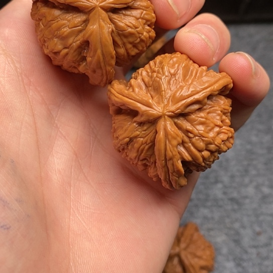 暁白狮子11111111111111
