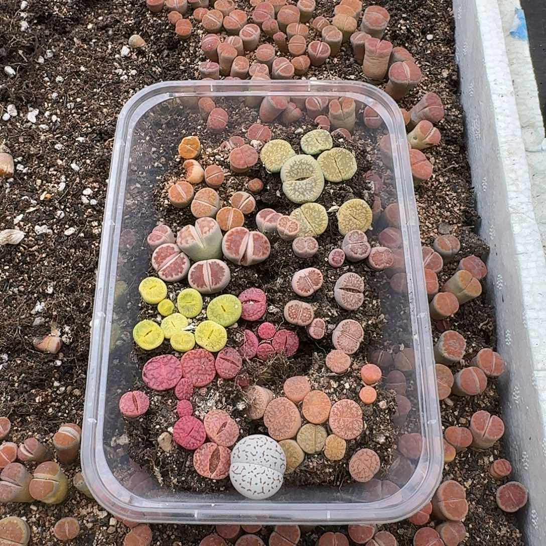 豫***翊384满18包邮保温袋联系客服