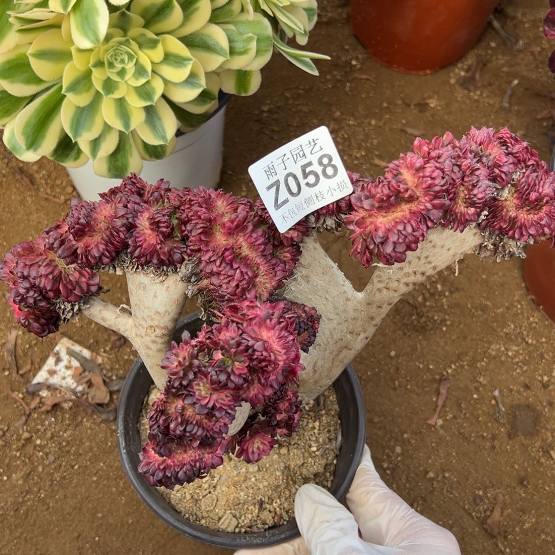 058红颜缀化尺寸25左右