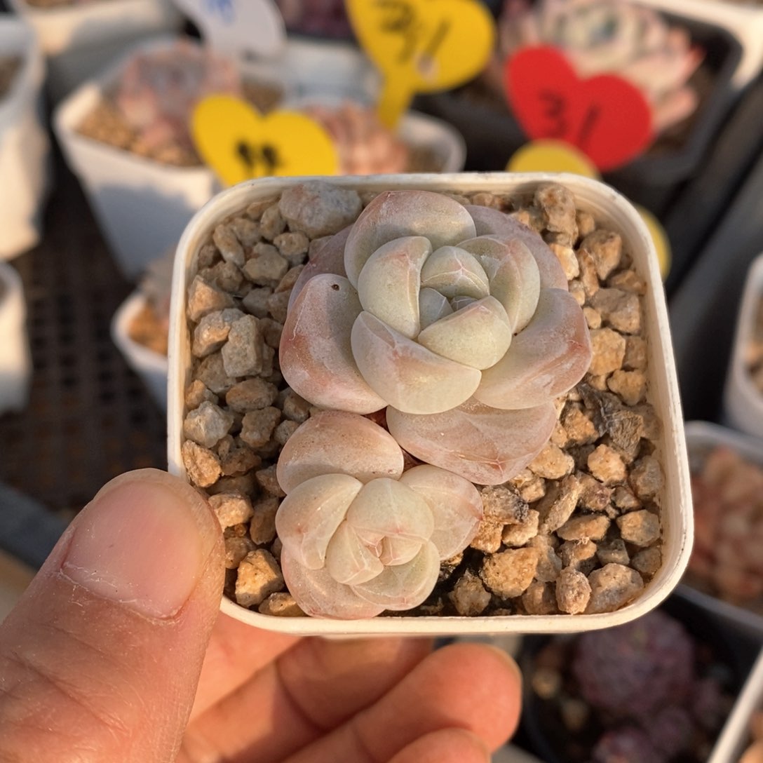 精品多肉一物一拍不包整65