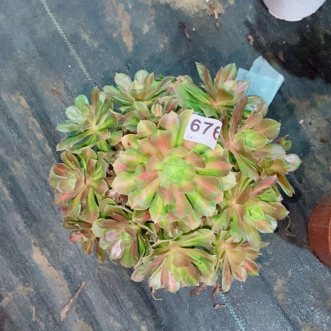 女巫中班676多肉1111