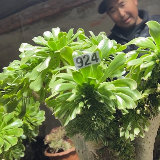 曾***往多肉植物一种妖924