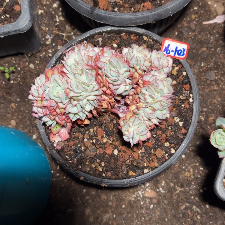 岚***姐精品多肉植物老桩