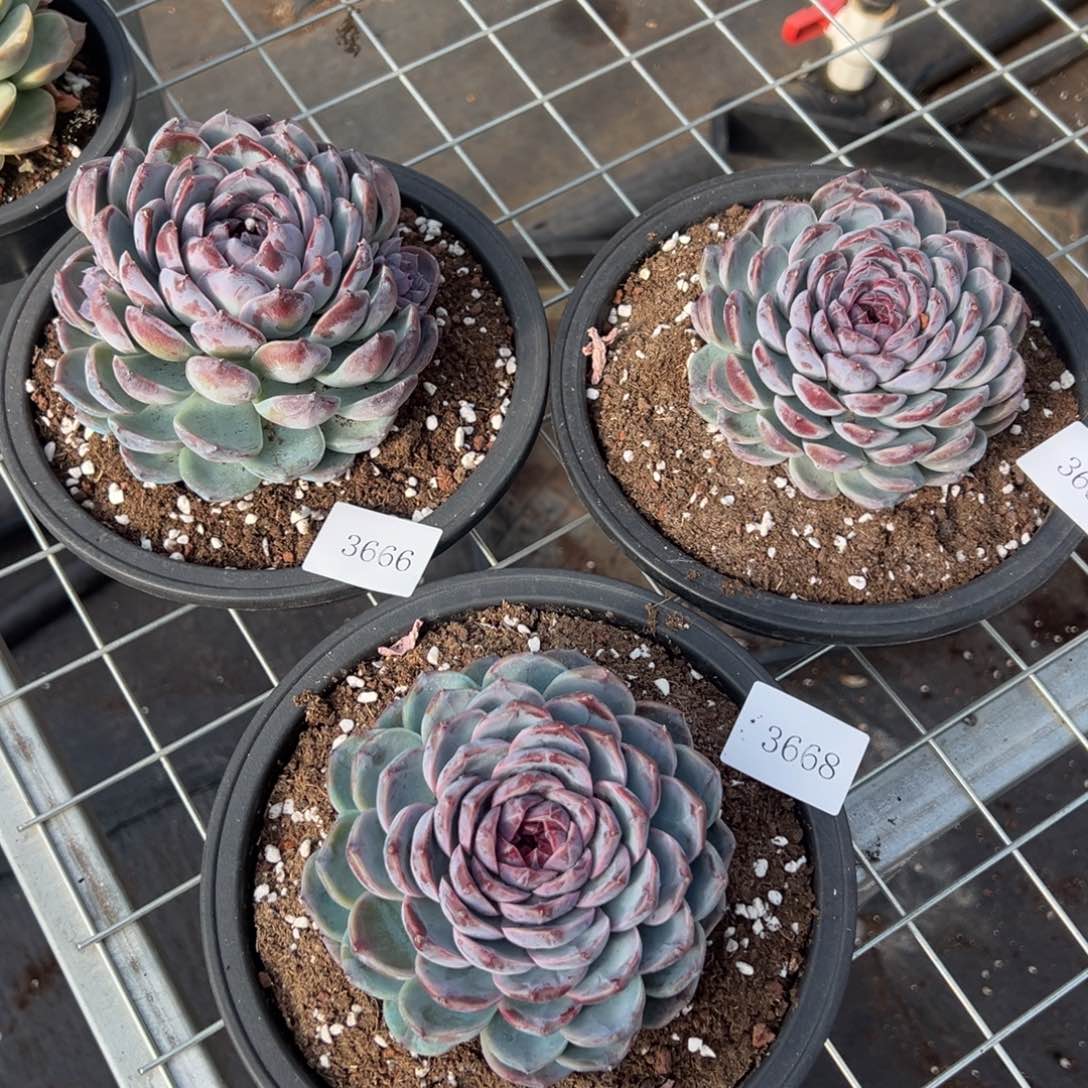 七*丶3666 3667 3668肉肉肉肉肉