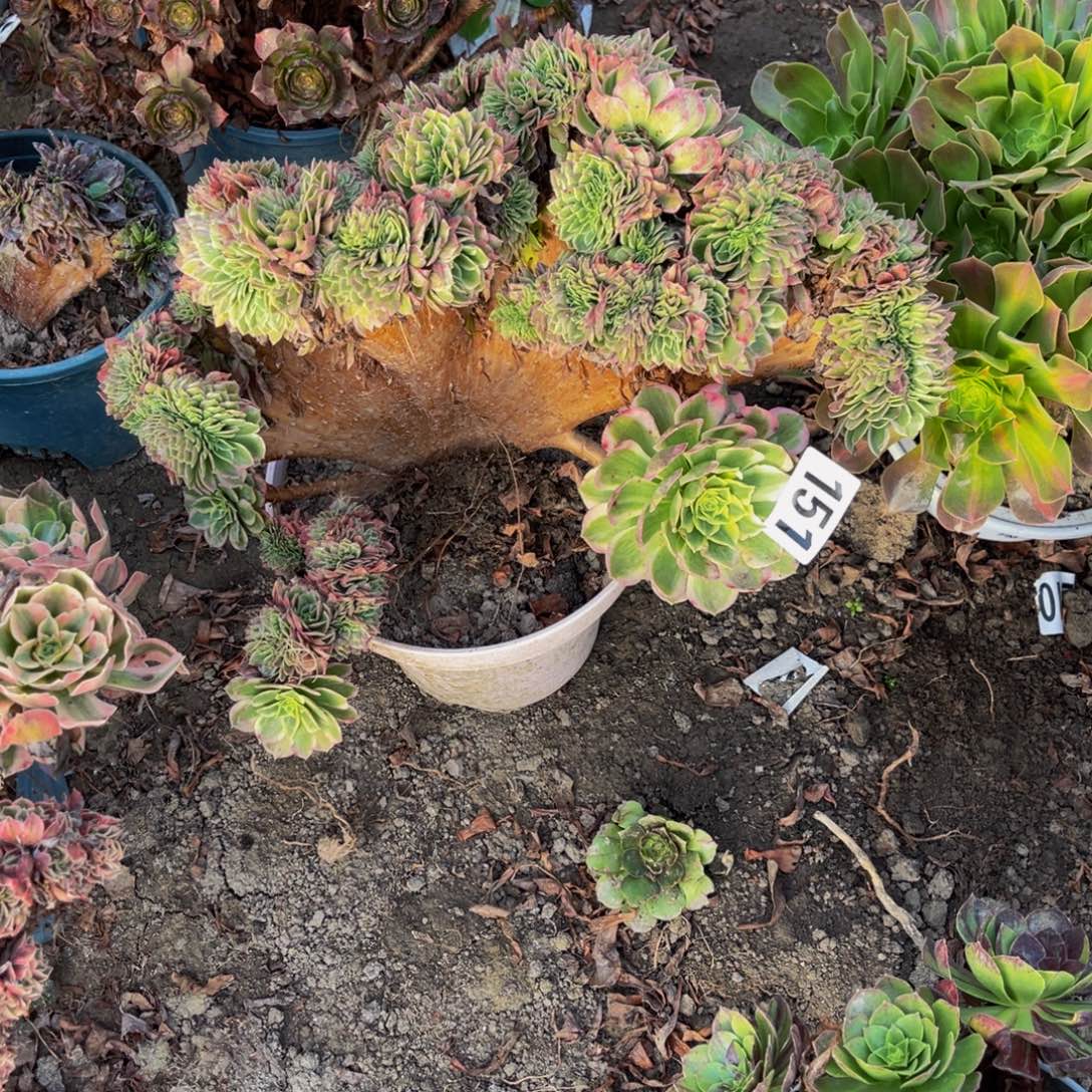 海王法师14////36包邮