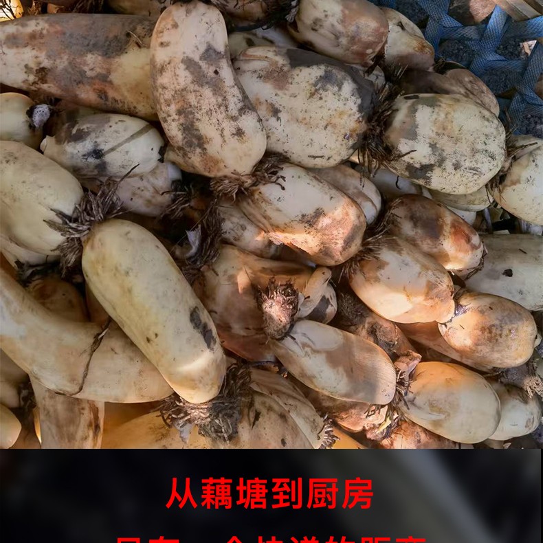 【顺丰包邮】正宗湖北洪湖脆藕脆嫩爽口清炒凉拌涮火锅新鲜应季蔬菜