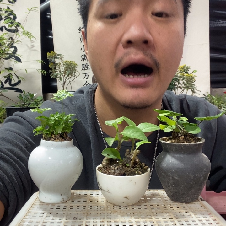 以实际为准盆景盆栽盆景218