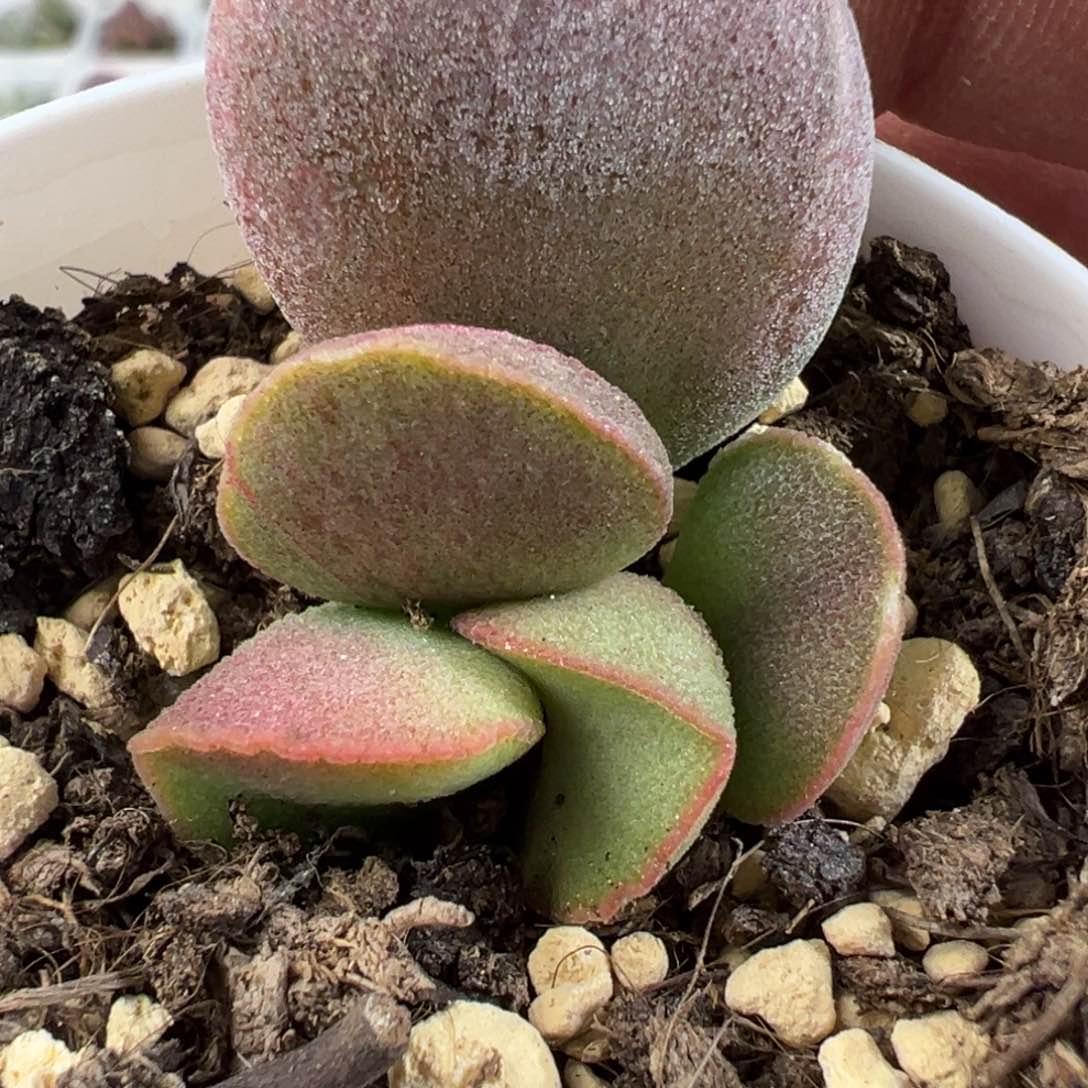 锦鲤水泡多肉植物